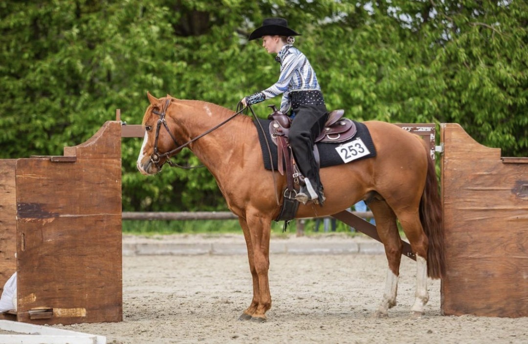 Meine Handvoll Hufeisen Der Trail Disziplinen im Westernreiten
